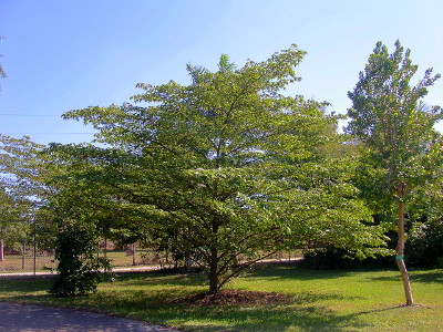 [Tree has a main trunk with dozens of branches coming out at 45 degree angles making it a very full tree since the branches have lots of leaves.]